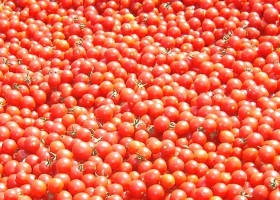 Tomatoes - FIMAGRI OP